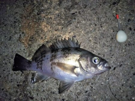 メバルの気持ちは分からない・・・